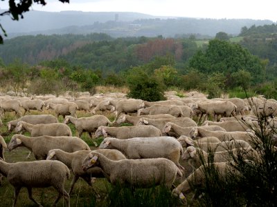 Sheeps on Dreiborner Hochfläche in September 2019 06