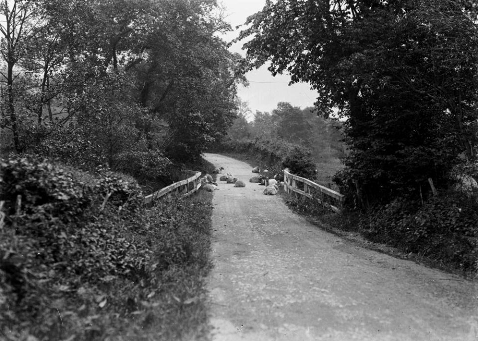 Sheep on road (1294322)