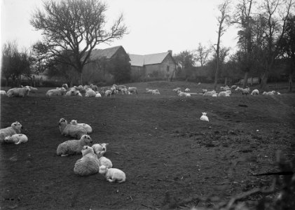 Sheep in a field at Mynachty, Bleddfa (1293649)