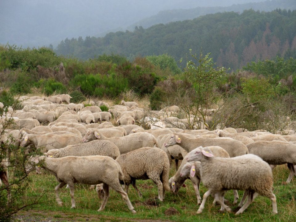 Sheeps on Dreiborner Hochfläche in September 2019 12