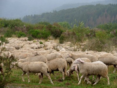 Sheeps on Dreiborner Hochfläche in September 2019 12