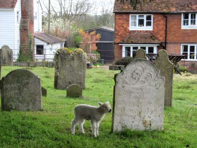 Sheep in Capel churchyard, April 2021 02