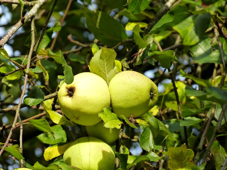 Apple apple tree fruit tree
