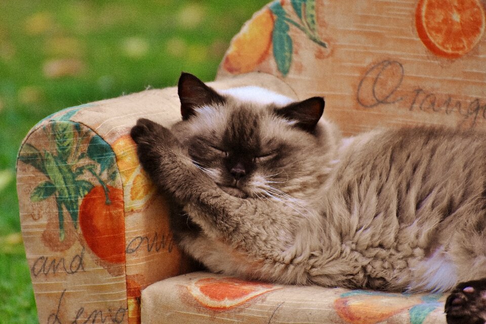 British shorthair thoroughbred fur