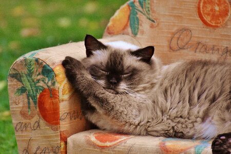 British shorthair thoroughbred fur