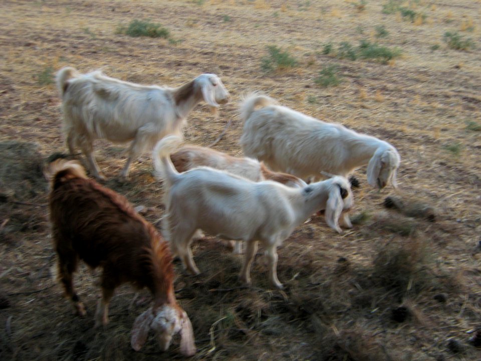 Sheep and Goats of a Rancher - Outskirt of Nishapur - Near Maghrebi mausoleum 16