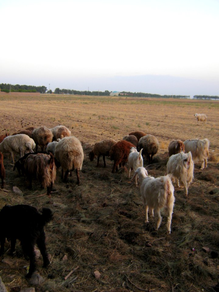 Sheep and Goats of a Rancher - Outskirt of Nishapur - Near Maghrebi mausoleum 25