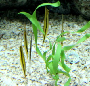 Shrimpfish tenn aquarium