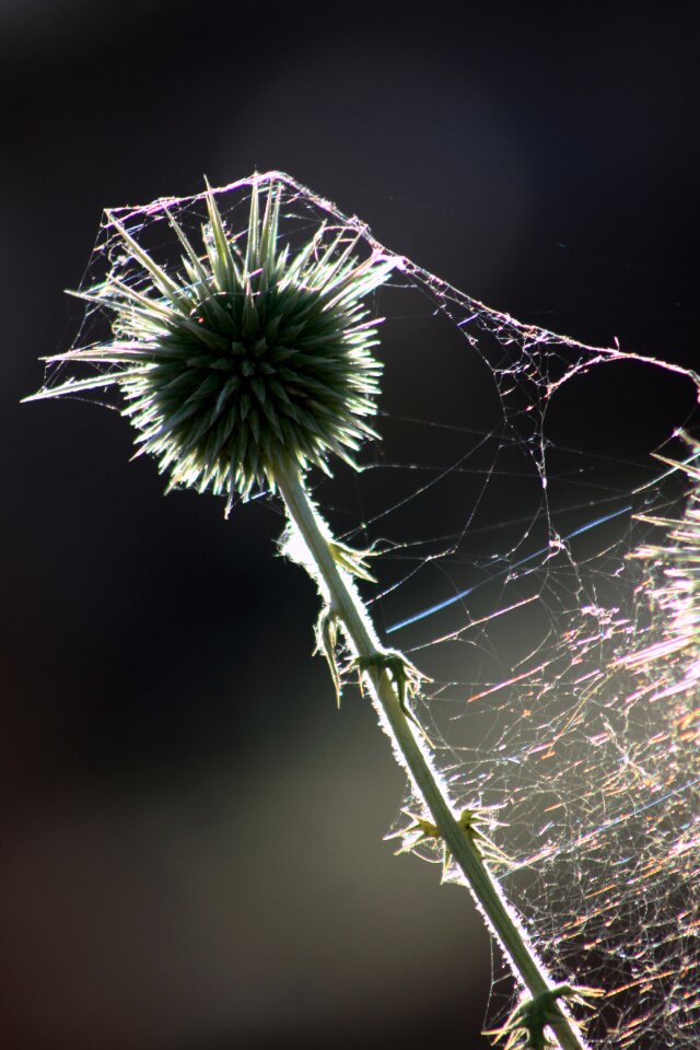Network dea flower