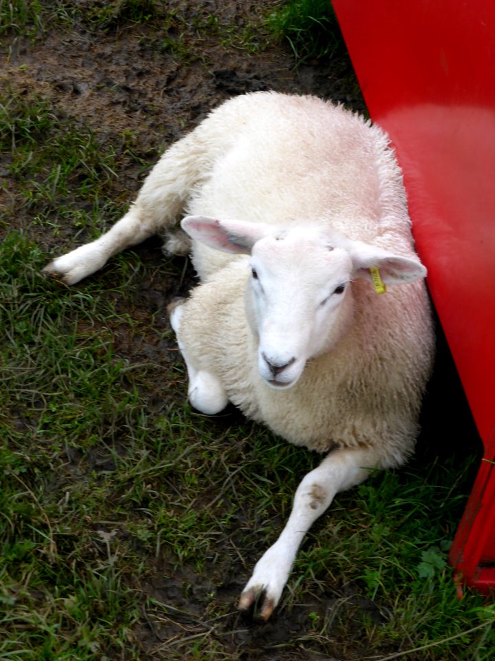 Sheep-1