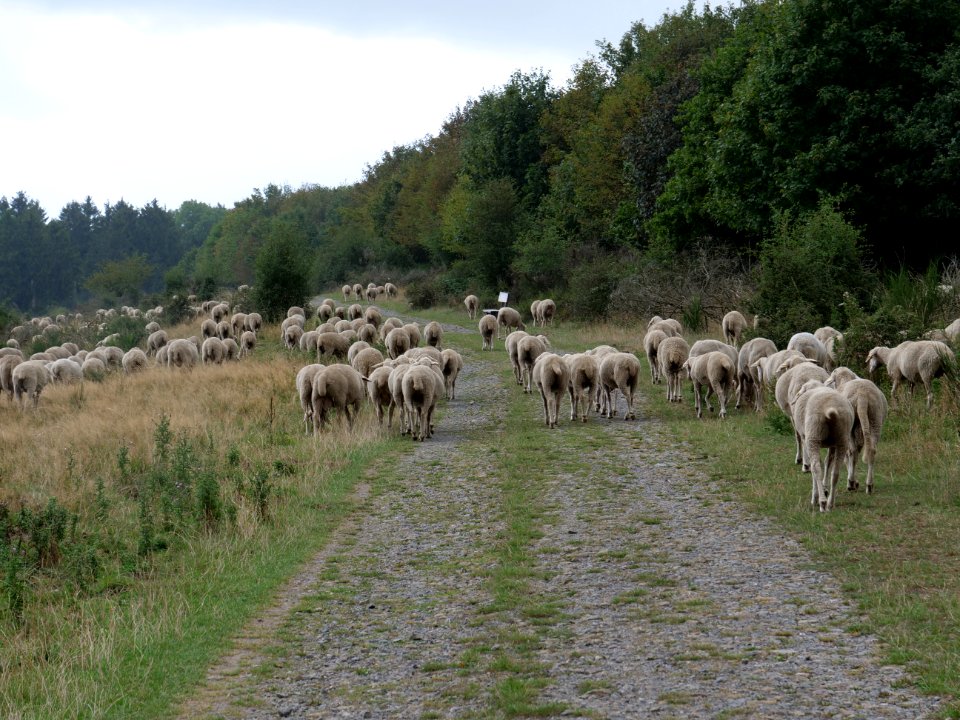 Sheeps on Dreiborner Hochfläche in September 2019 02
