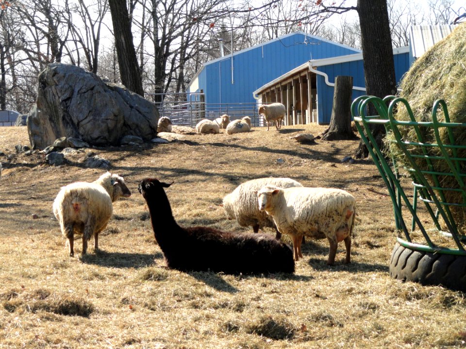 Sheep - Cummings School of Veterinary Medicine - North Grafton, MA - DSC04492