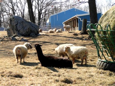Sheep - Cummings School of Veterinary Medicine - North Grafton, MA - DSC04492