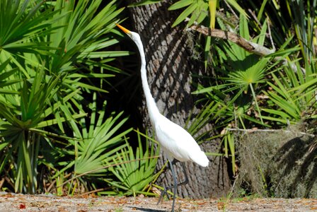 Walking nature egret