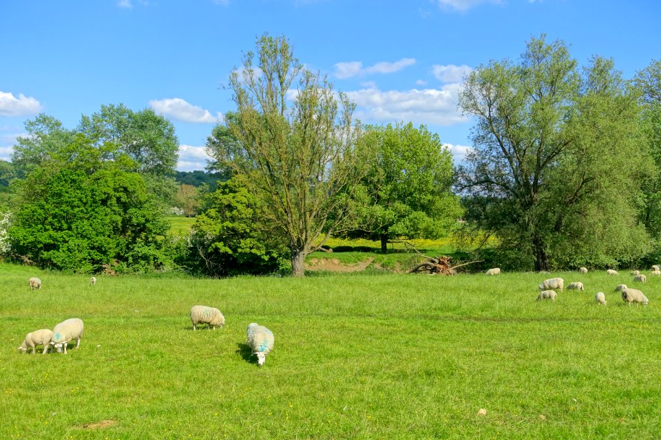 Sheep - Lacock Abbey - Wiltshire, England - DSC00992