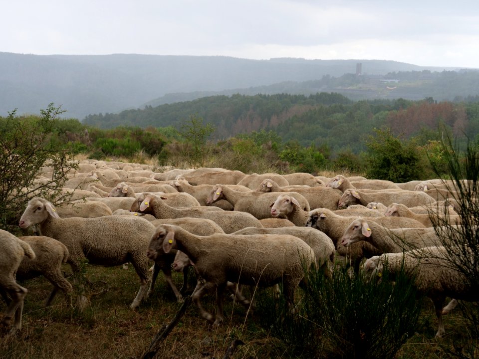 Sheeps on Dreiborner Hochfläche in September 2019 10