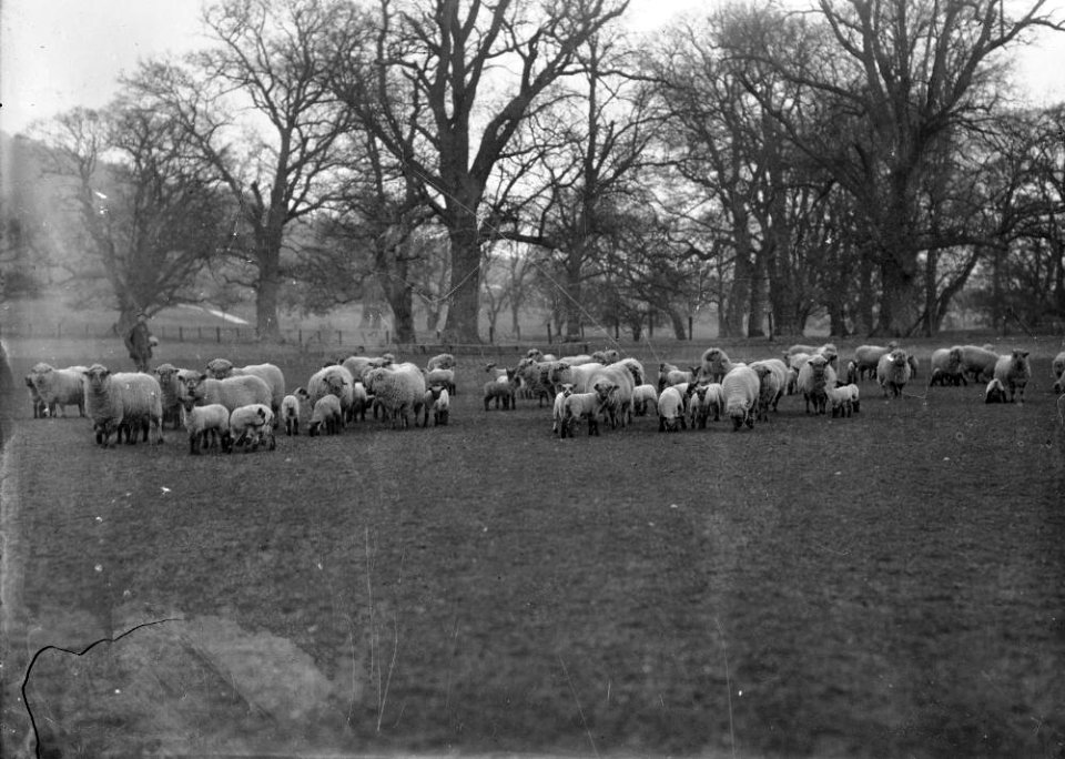 Sheep in a field (1294589)