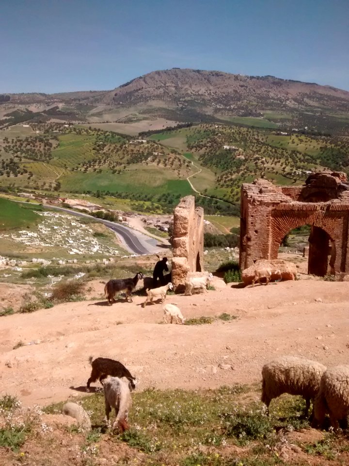 Sheep and goats at the Marinid Tombs