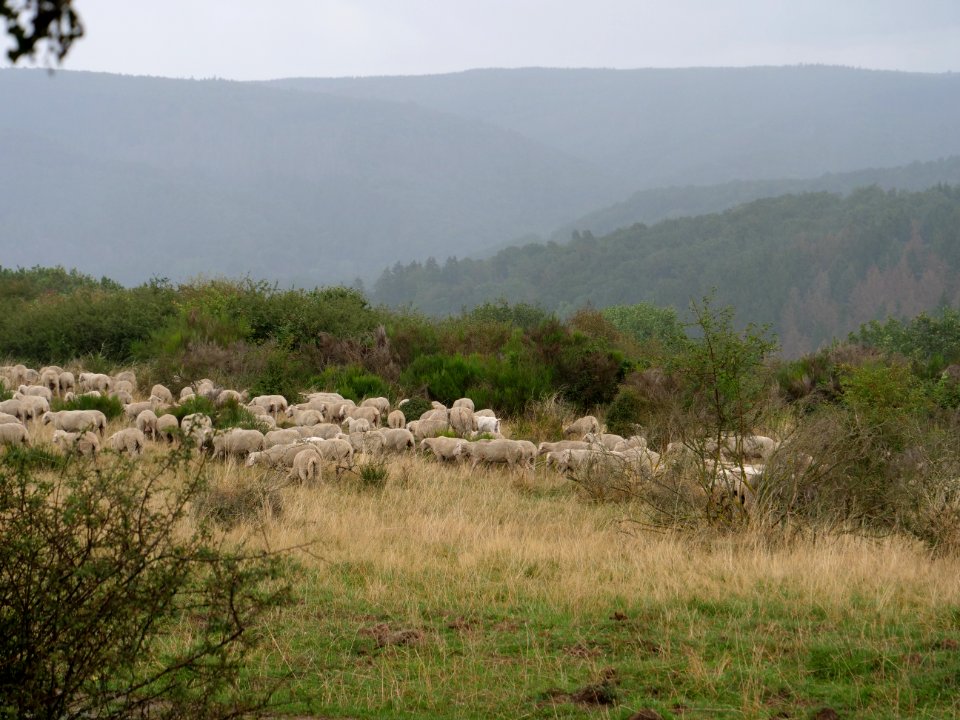 Sheeps on Dreiborner Hochfläche in September 2019 15