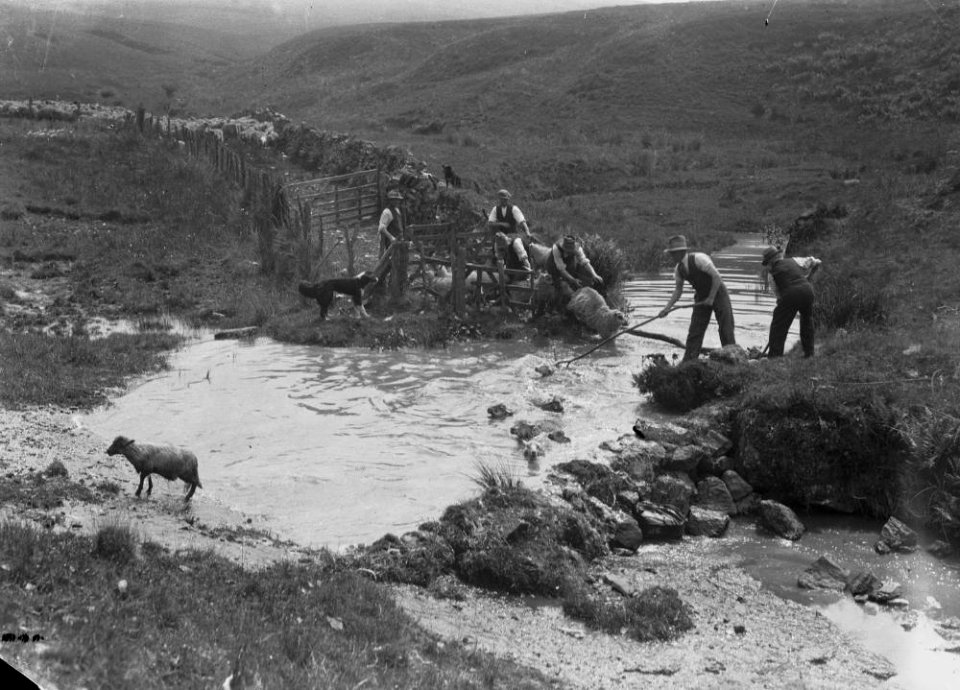 Sheep dipping in stream (1294134)
