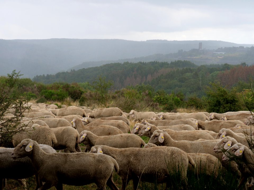 Sheeps on Dreiborner Hochfläche in September 2019 08