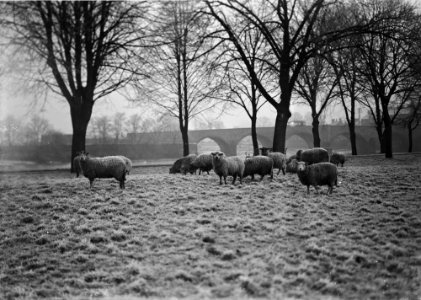 Sheep at Builth Wells (1294658)