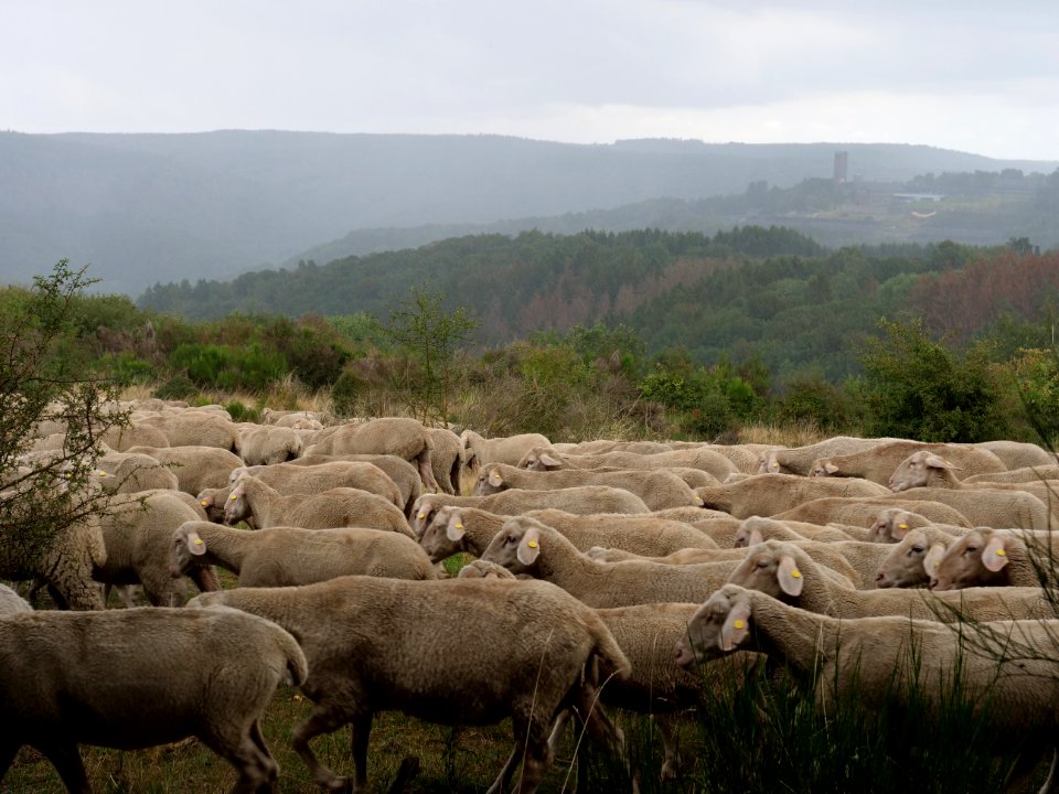 Sheeps on Dreiborner Hochfläche in September 2019 09