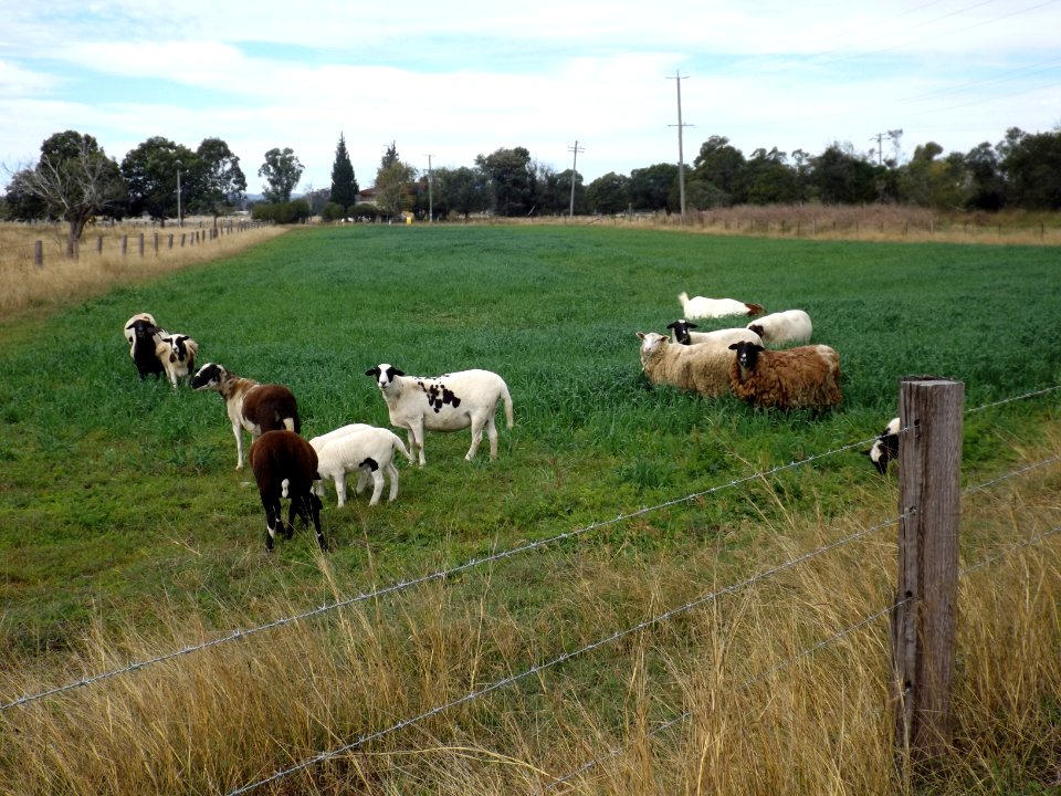 Sheep at Rosewood Queensland