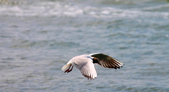 Flying wing feather photo