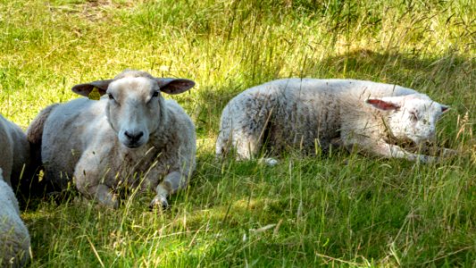 Sheep at Röe castle 5