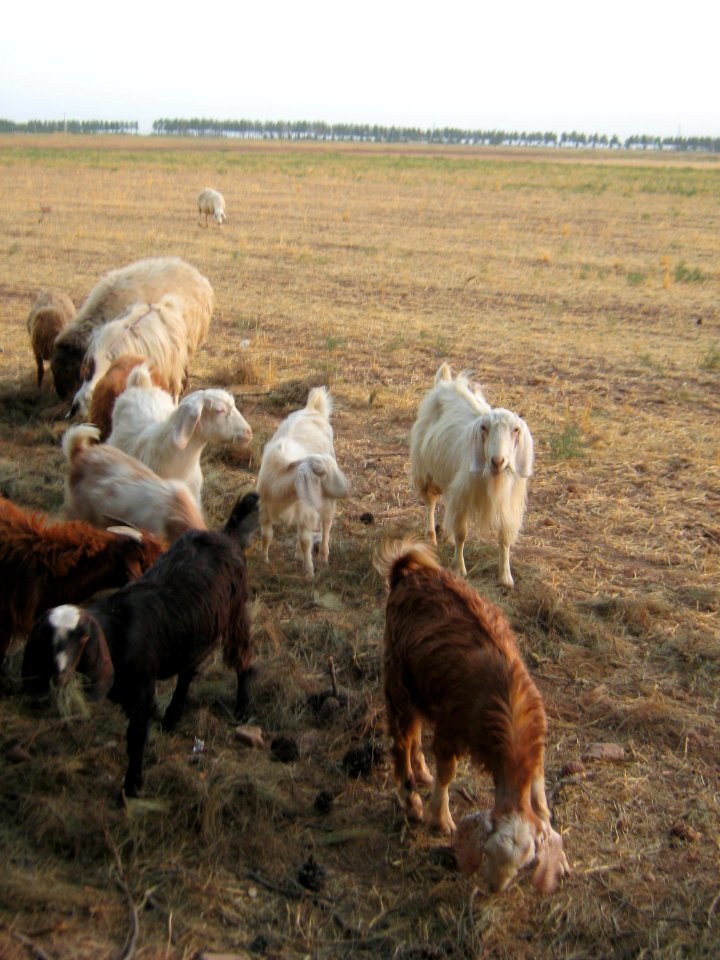 Sheep and Goats of a Rancher - Outskirt of Nishapur - Near Maghrebi mausoleum 10