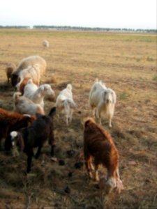 Sheep and Goats of a Rancher - Outskirt of Nishapur - Near Maghrebi mausoleum 10