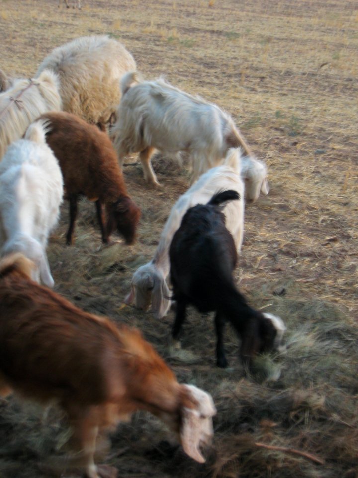 Sheep and Goats of a Rancher - Outskirt of Nishapur - Near Maghrebi mausoleum 07