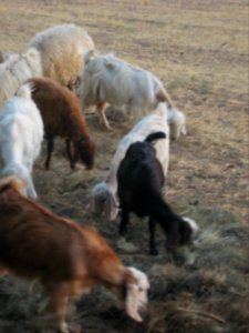Sheep and Goats of a Rancher - Outskirt of Nishapur - Near Maghrebi mausoleum 07
