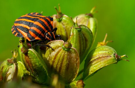Nature flower bug