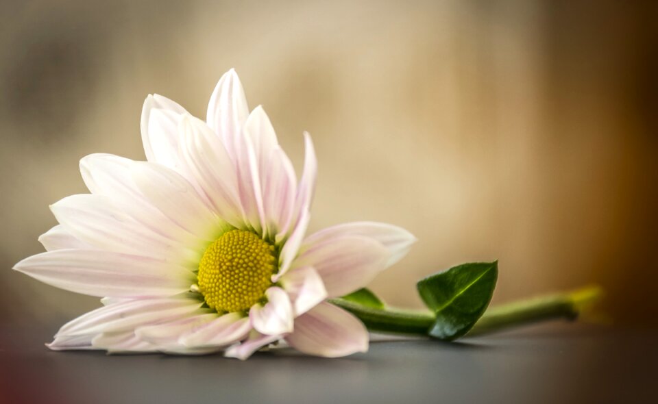 Nature plant romantic