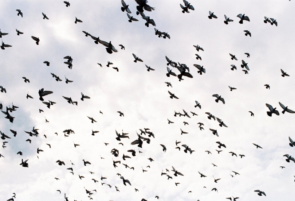 Flying birds fly freedom