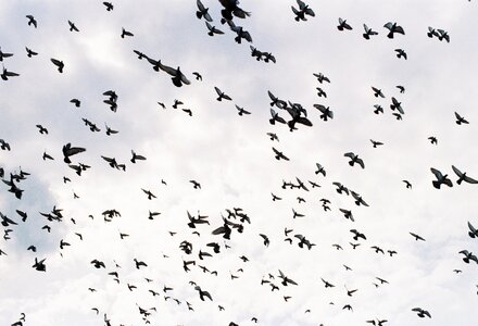 Flying birds fly freedom
