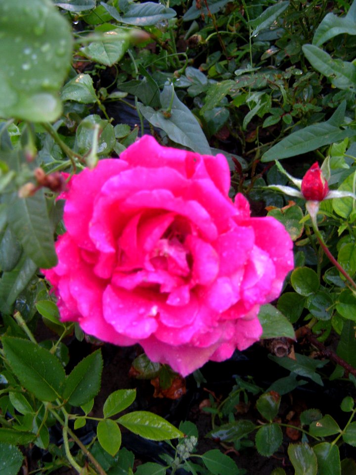 Shaghayegh (Eydiani-Idiani) flower shop - 17 st - Nishapur 53