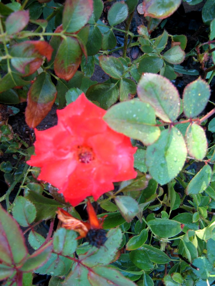 Shaghayegh (Eydiani-Idiani) flower shop - 17 st - Nishapur 48