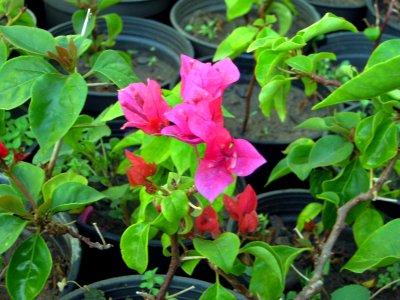 Shaghayegh (Eydiani-Idiani) flower shop - 17 st - Nishapur 80