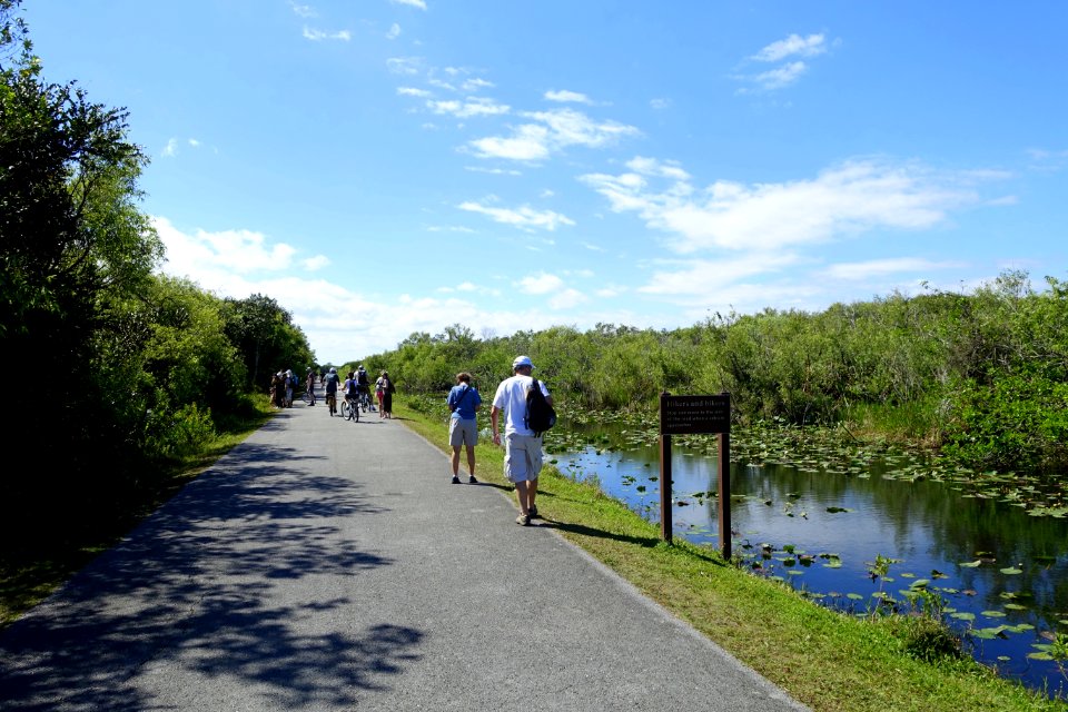 Shark Valley Loop Road - Shark Valley - Everglades National Park - DSC09507