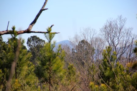 Sharp Mountain, Pickens County GA March 2021