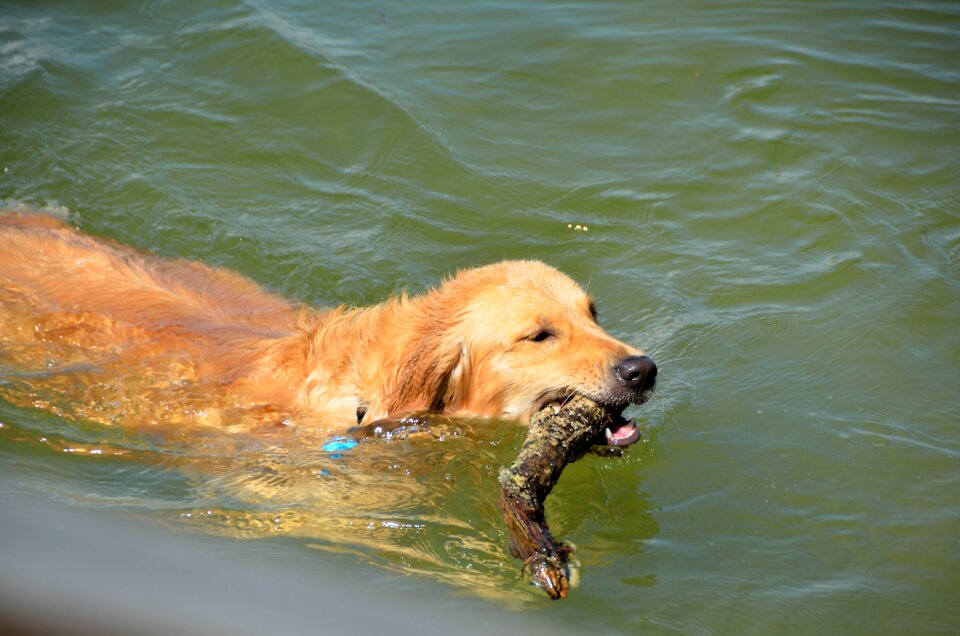 Branch water pet photo