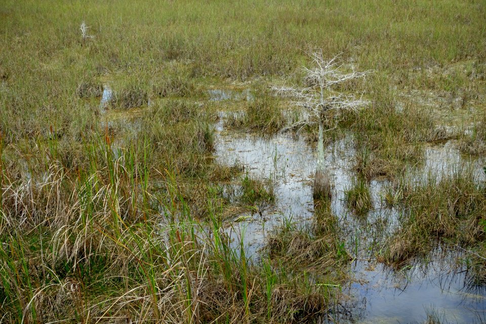 Shark River Slough - Everglades National Park - DSC09453