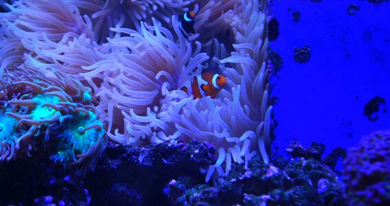 Fish clown underwater photo