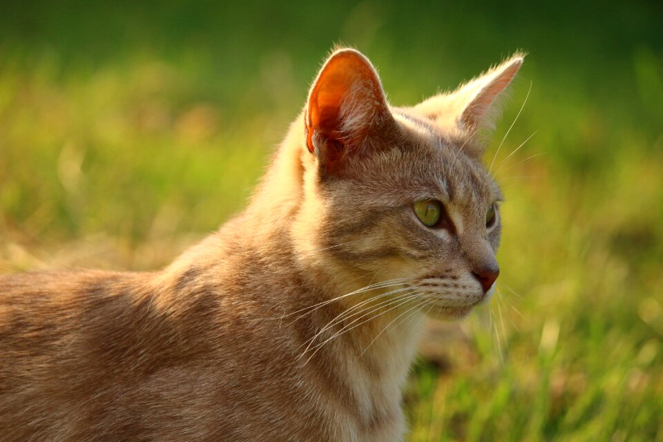 Mackerel breed cat tiger cat photo