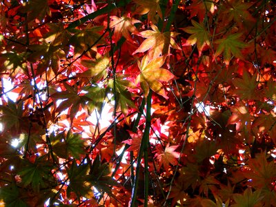 Light nature fall colors