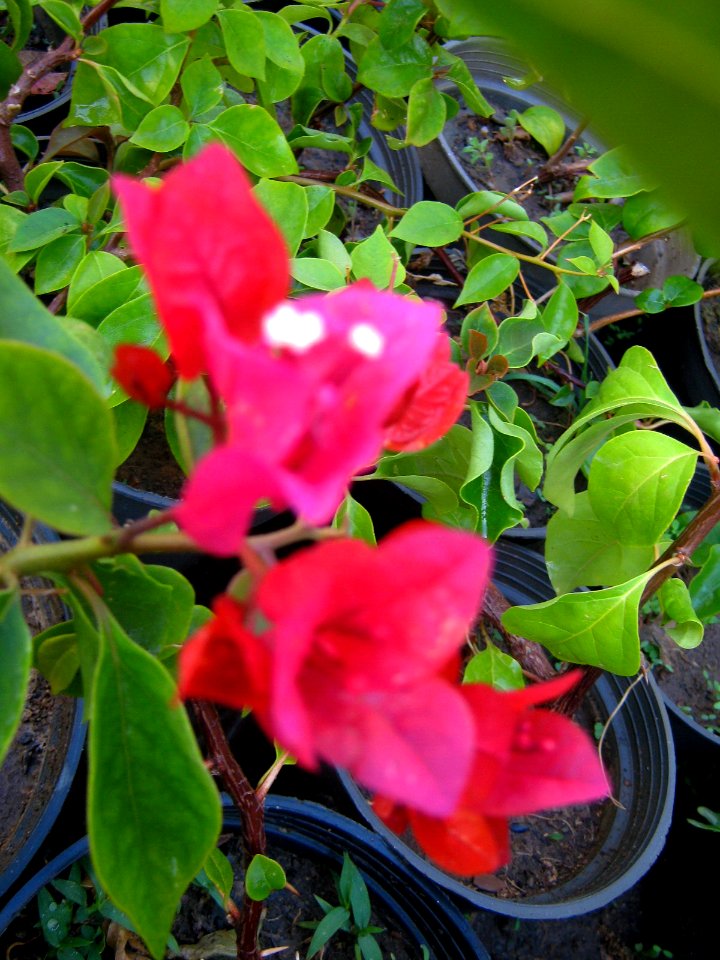 Shaghayegh (Eydiani-Idiani) flower shop - 17 st - Nishapur 79