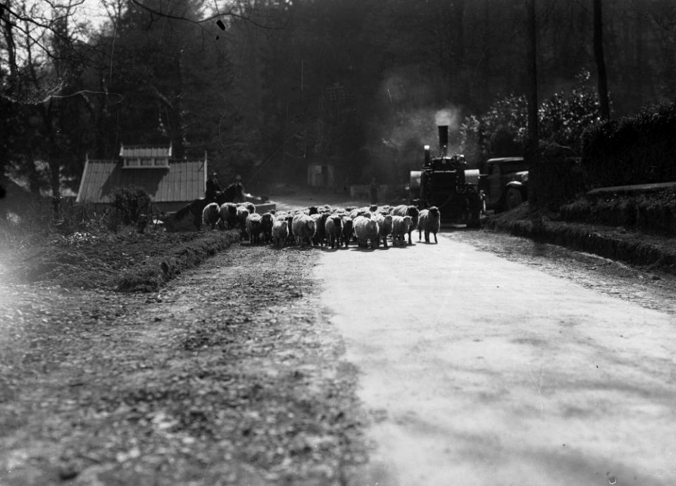 Sheep and steamroller on road at Llangoed, Erwood (1294131)